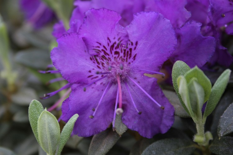 Rhododendron calostrotum 'Azurella', Rhododendron calostrotum violett