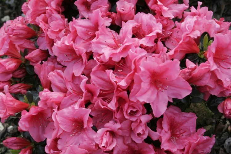 Rhododendron obt.'Elfie', Japanische Azalee rotorange