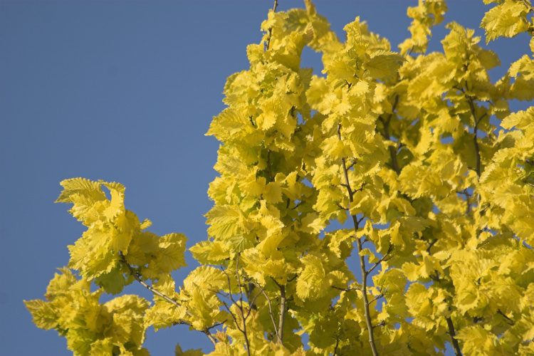 Ulmus carpinifolia 'Wredei', Säulen-Goldulme, gelbes Laub