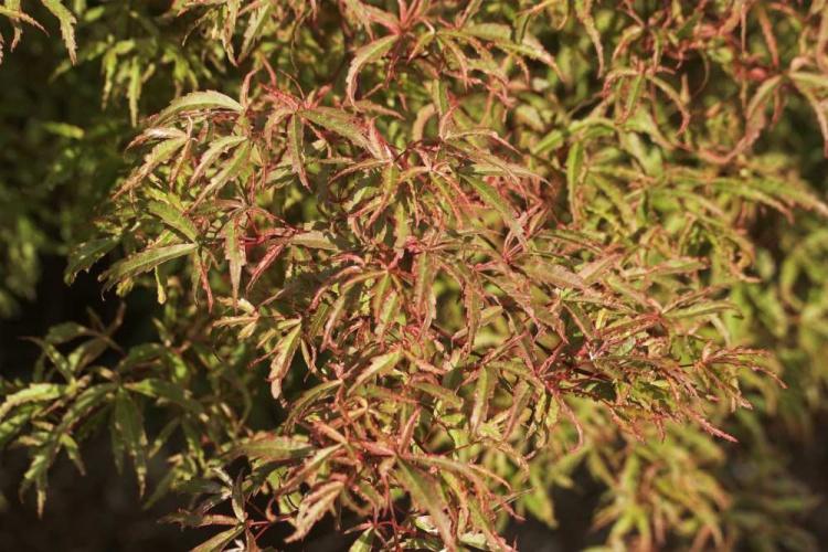 Acer palmatum 'Beni-komachi', Fächerahorn rotes feies Laub