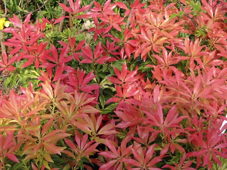 Pieris japonica 'Forest Flame', 'Forest Flame' roter Austrieb