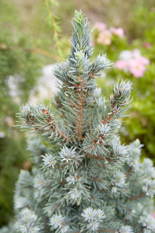Picea glauca 'Sander's Blue', Sander's Blaufichte