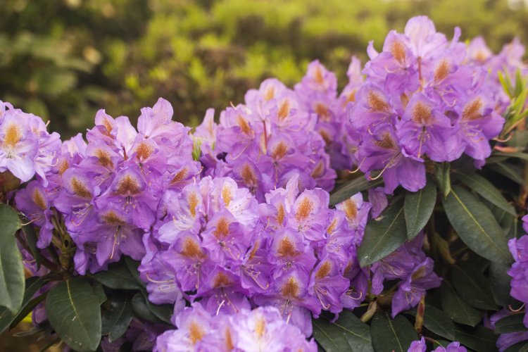 Rhododendron Hybr.'Blutopia', Rhododendron-Hybride violett