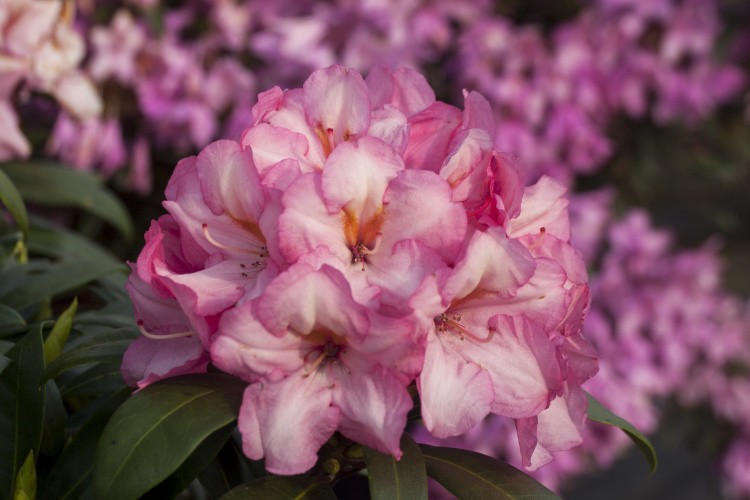 Rhododendron Hybr.'Herbstzauber'  -R- -S-, Rhododendron-Hybr. rosa, Herbstblüte