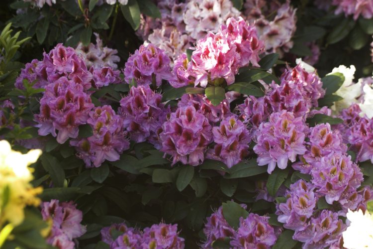 Rhododendron Hybr.'Puccini'  -R-, Rhododendron-Hybride 'Puccini'