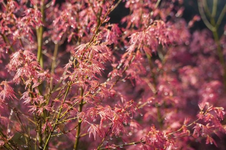 Acer palmatum 'Wilsons Pink Dwarf', Fächerahorn 'Wilsons Pink Dwarf',pink