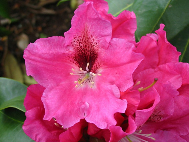 Rhododendron Hybr.'Juniflair', Rhododendron-Hybride pink, spät
