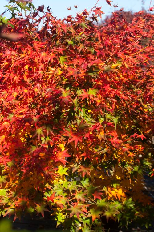 Acer palmatum 'Hogyoku', Fächerahorn grün, Herbstfärbung