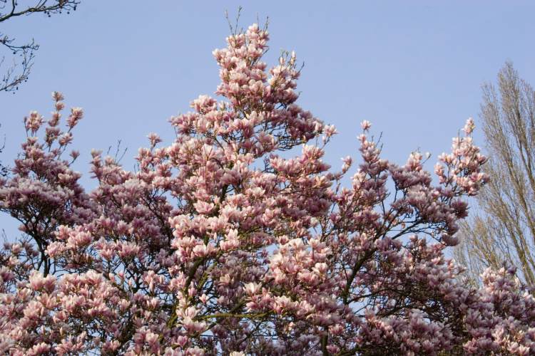 Magnolia soulangiana, Tulpenmagnolie, rosa