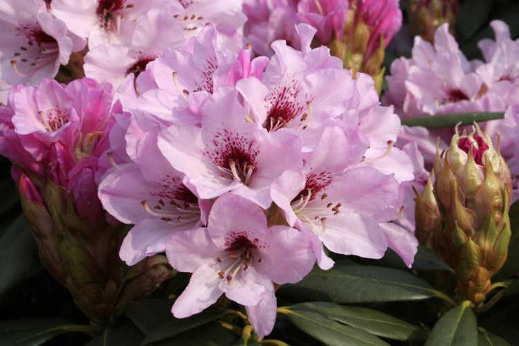 Rhododendr.sutchuenense 'Frühlingsbeginn', Rhododendr.sutchuenense rosa mit Fleck