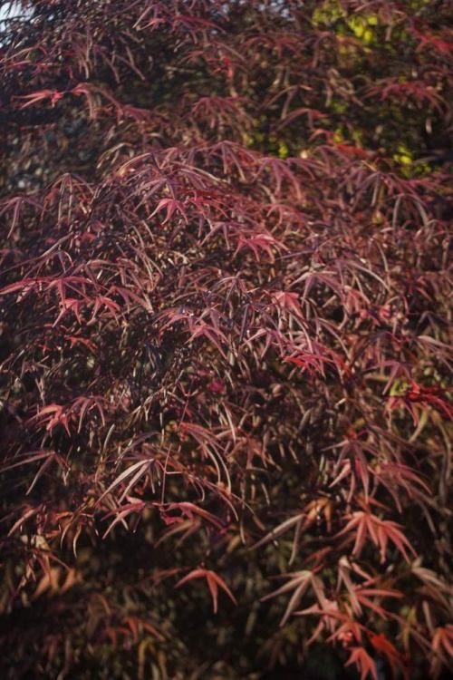Acer palmatum 'Pung Kil', Fächerahorn 'Pung Kil' rot