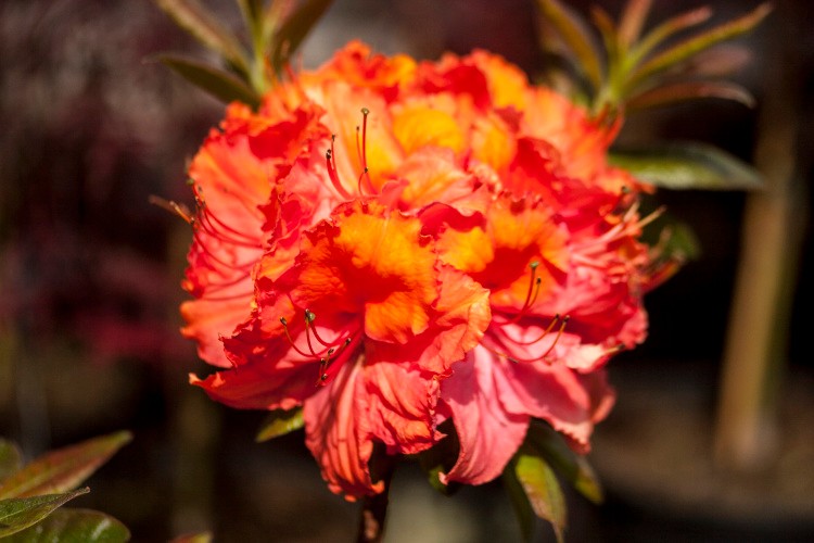 Rhododendron lut.'Chamaeleon', bunt, lachrosa, goldorange