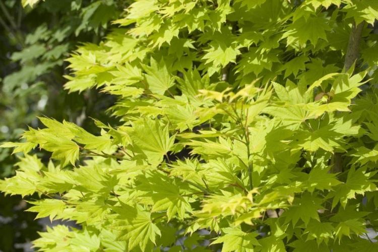 Acer shirasawanum 'Aureum', Japanischer Goldahorn 'Aureum' gelb