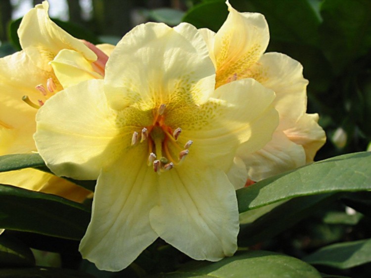 Rhododendron Hybr.'Karibia'  -R-, Rhododendron-Hybride 'Karibia'  -R- gelb