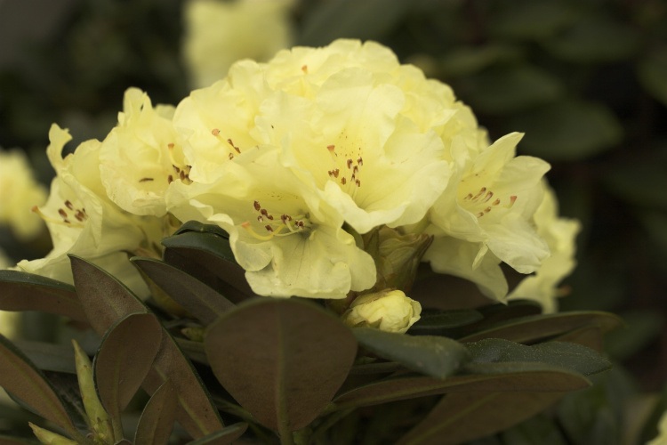 Rhododendron yak.'Lucinda', Yaku-Rhododendron gelb