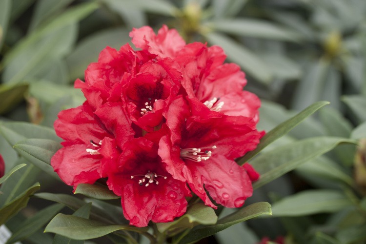 Rhododendron Hybr.'Rabatz'  -R-, Rhododendron-Hybride 'Rabatz' rot
