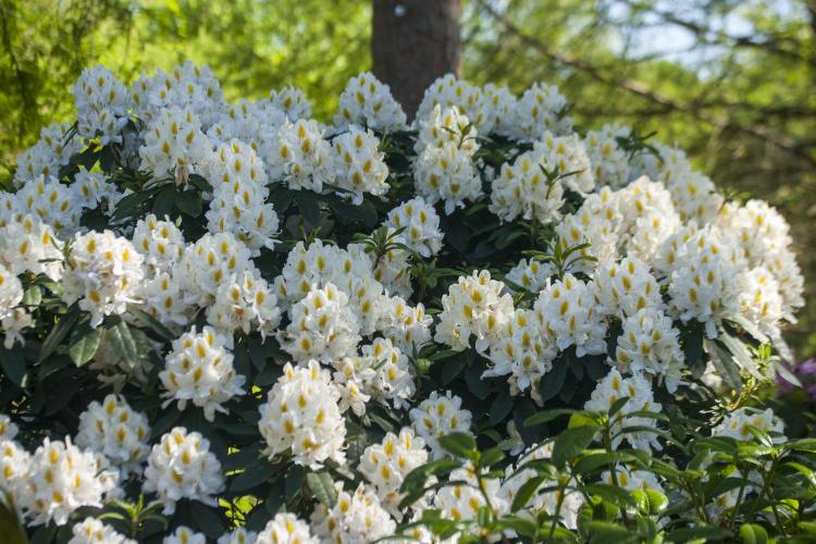 Rhododendron Hybr.'Madame Masson', Rhododendron-Hybride weiß mit Fleck