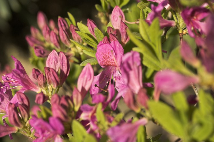 Rhododendron canadense 'Fraseri', Kanadische Azalee 'Fraseri', helllila