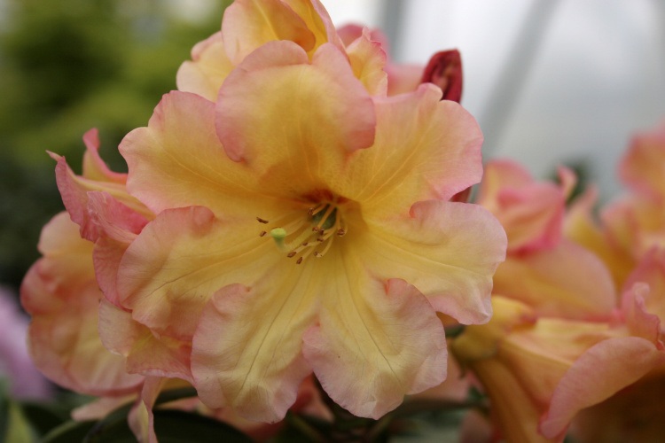 Rhododendron Hybr.'Santorina', Rhododendron-Hybride 'Santorina' gelb rose