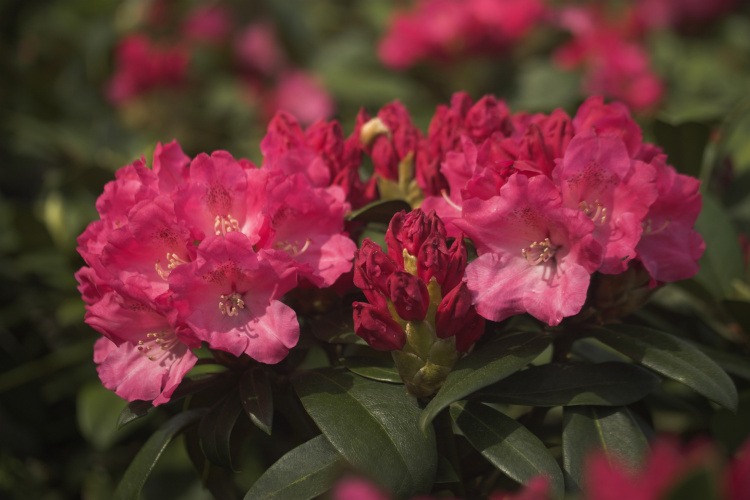 Rhododendron yak.'Morgenrot', Yaku-Rhododendron rot