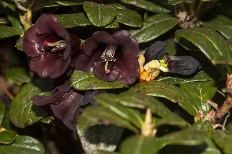 Rhododendron sanguineum var. haemaleum, schwarzrot, Wildart