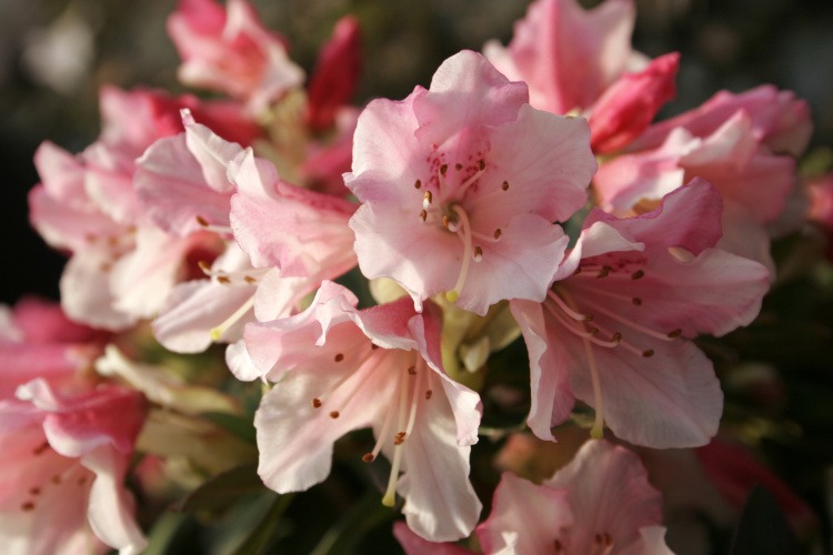 Rhododendron keiskei 'Wee Bee', Rhododendron keiskei 'Wee Bee' rosa