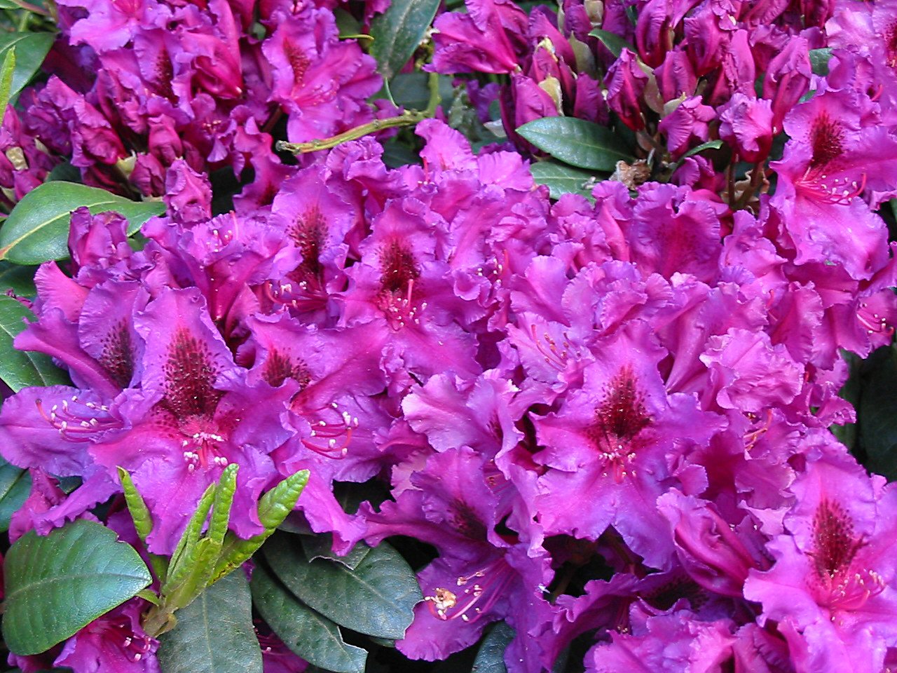 Rhododendron Hybr.'Azurro', Rhododendron 'Azurro' lila