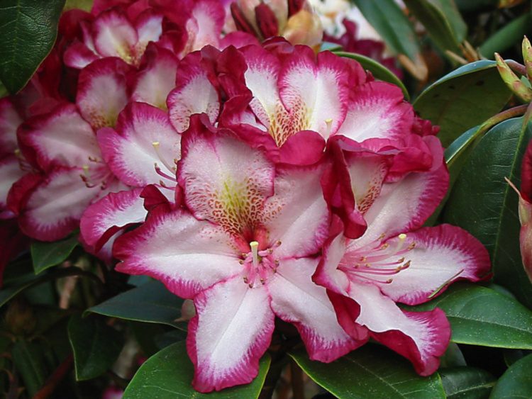 Rhododendron Hybr.'Midnight Mystique', Rhododendron-Hybride weiß mit Rand