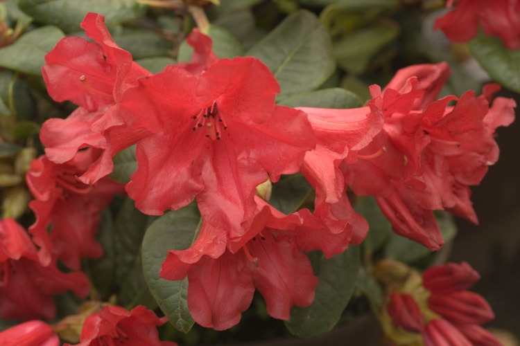 Rhododendron repens 'Scarlet Wonder', Zwergrhododendron 'Scarlet Wonder' rot