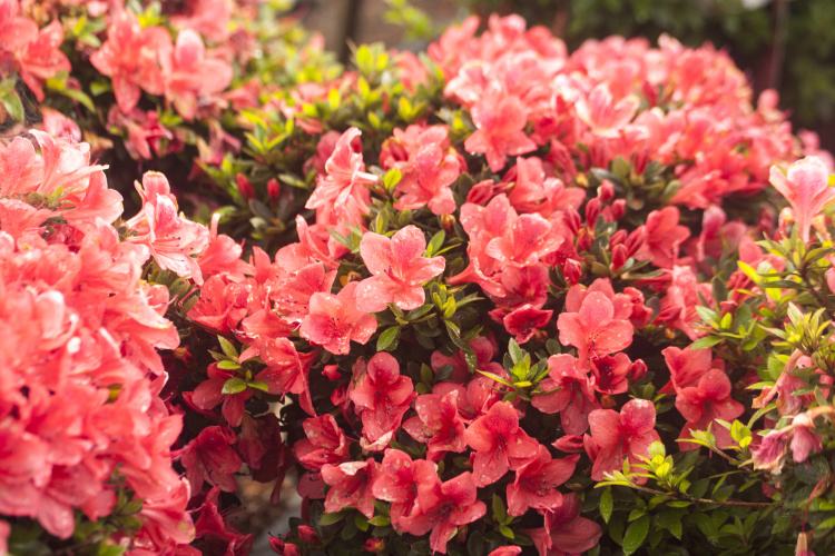 Rhododendron obt.'Marilee', Japanische Azalee rosig rot