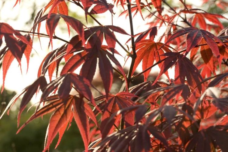 Acer palmatum 'Fireglow', Fächerahorn rot