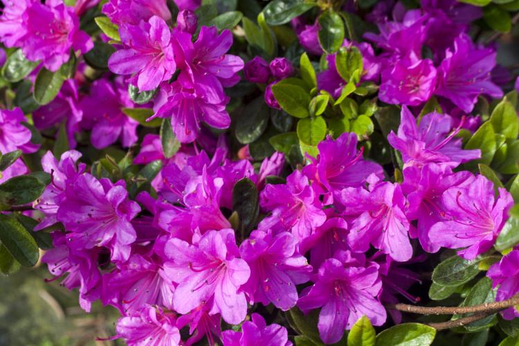 Rhododendron obt.'Haruko', Japanische Azalee Syn. 'Geisha lila'