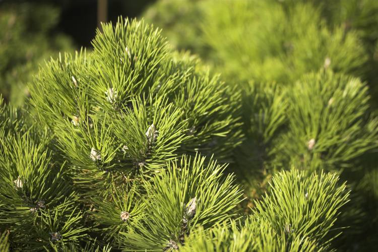 Pinus nigra 'Hornibrookiana', Schwarzkiefer 'Hornibrookiana', grün