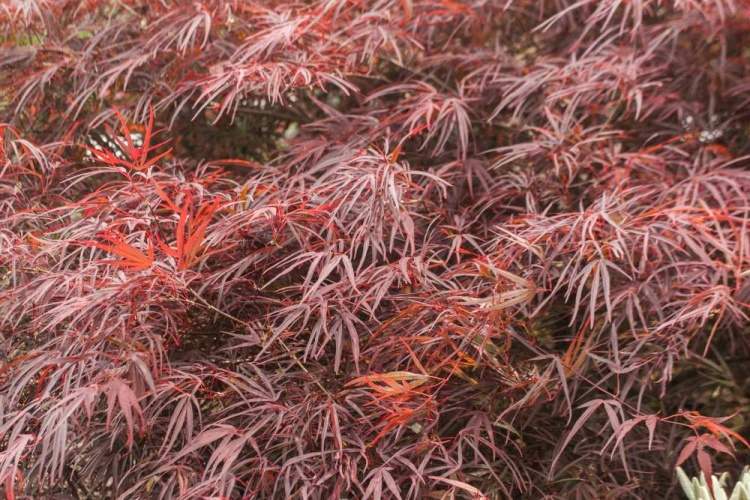 Acer palmatum 'Enkan', Fächerahorn rot