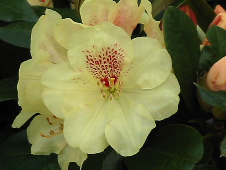 Rhododendron yak.'Goldprinz'  -S-, Yaku-Rhododendron gelb