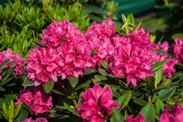 Rhododendron Hybr.'Dr. H. C. Dresselhuys', Rhododendron-Hybride 'Dr.H.C.Dresselhuys'