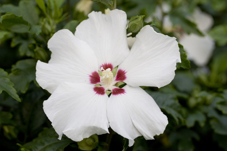 Hibiscus syriacus 'Red Heart', weiß mit roter Mitte 'Red Heart'
