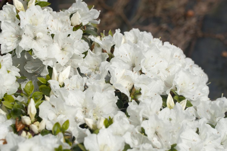 Rhododendron obt.'Panda', Japanische Azalee weiß