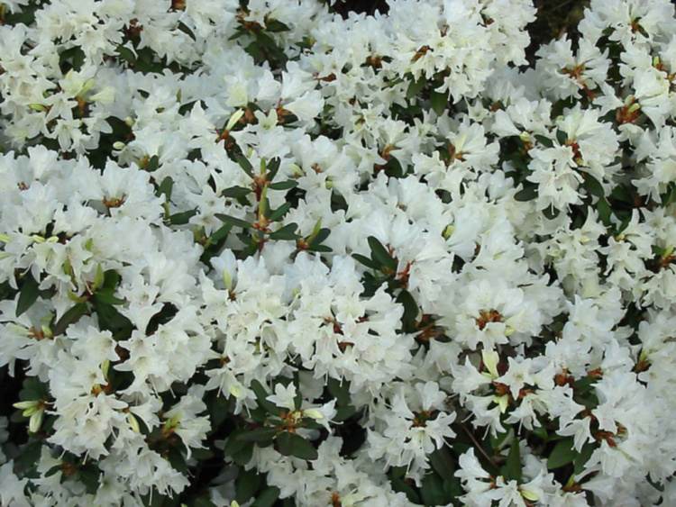 Rhododendron keiskei 'Crane', Rhododendron keiskei weiß