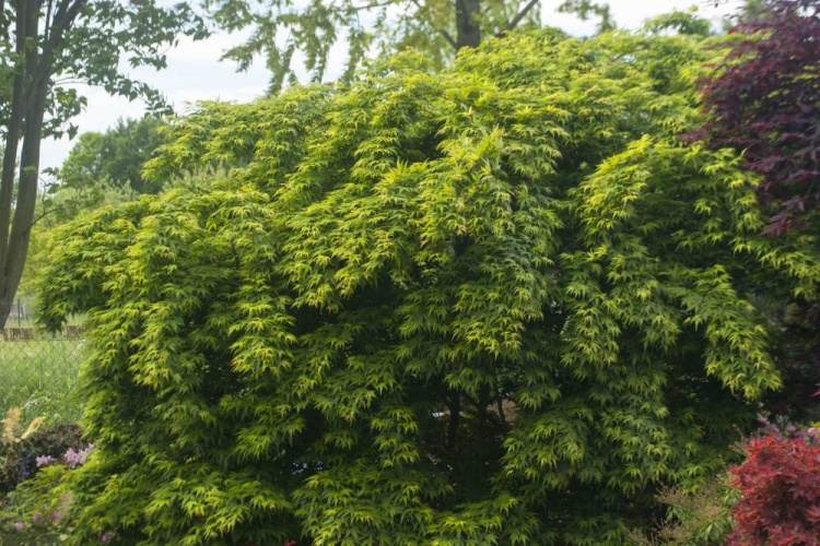 Acer palmatum 'Seiun kaku', Fächerahorn 'Seiun kaku' grün