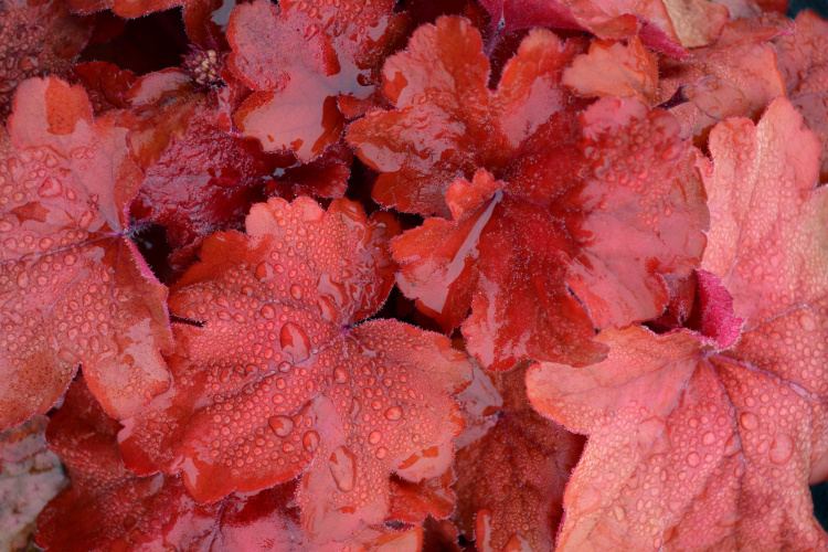 Heuchera micrantha 'Fire Alarm'        -R-, Kleinblütiges Garten-Silberglöckchen