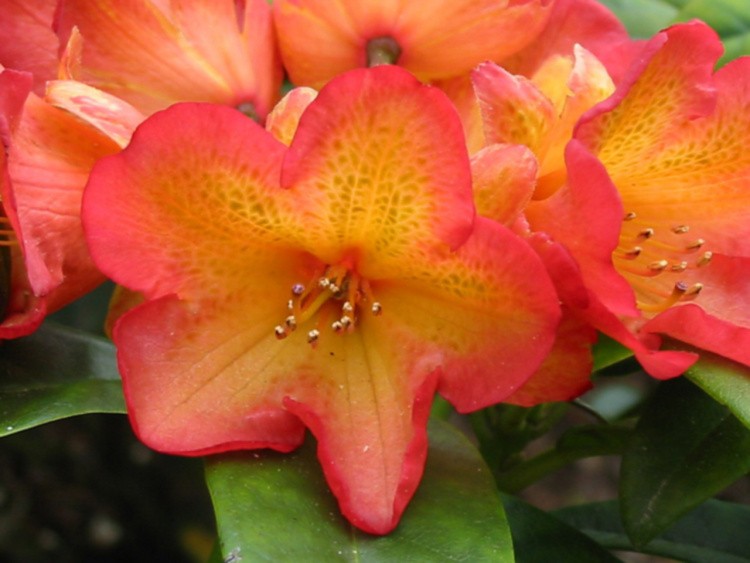 Rhododendron dichroanthum 'Abraxas', Rhododendron dichroanthum orange mit gelb