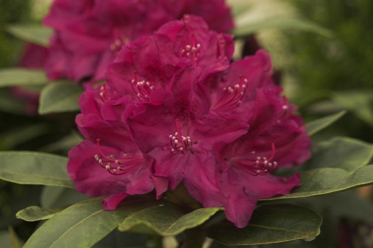 Rhododendron Hybr.'Roland', Rhododendron-Hybride 'Roland'
