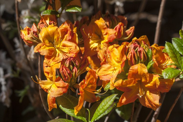 Rhododendron lut.'Goldköpfchen', Sommergrüne Azalee hell orangerot