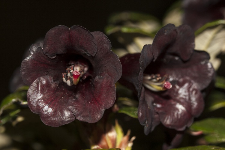 Rhododendron sanguineum var. haemaleum, schwarzrot, Wildart