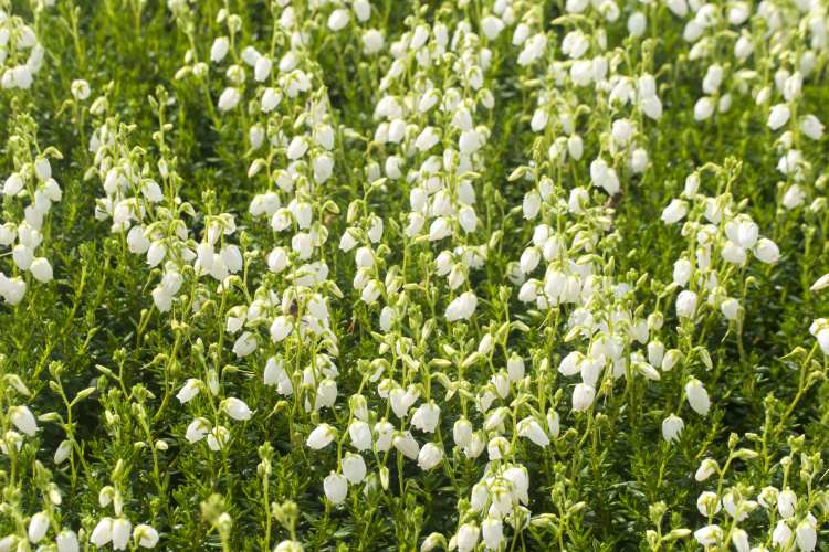 Daboecia cantabrica 'Alberta White', Irische Heide 'Alberta White'