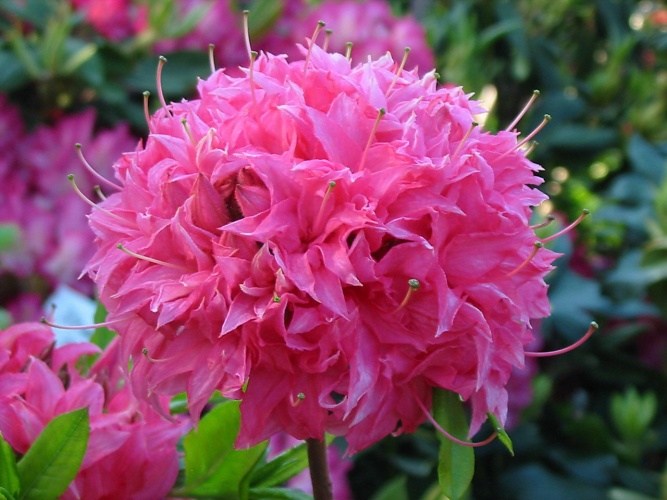 Rhododendron lut.'Homebush', Sommergrüne Azalee karminrosa Blütenball