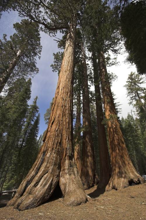 Sequoiadendron giganteum, Kalifornischer Mammutbaum