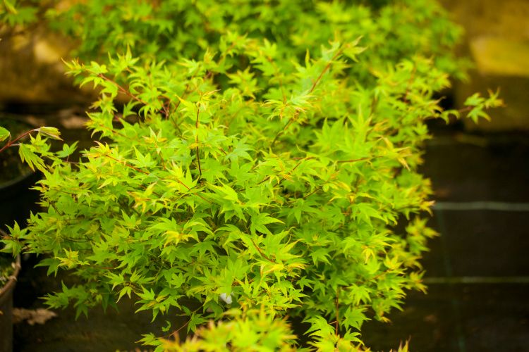 Acer palmatum 'Hanami-nishiki', Fächerahorn grüner Zwerg