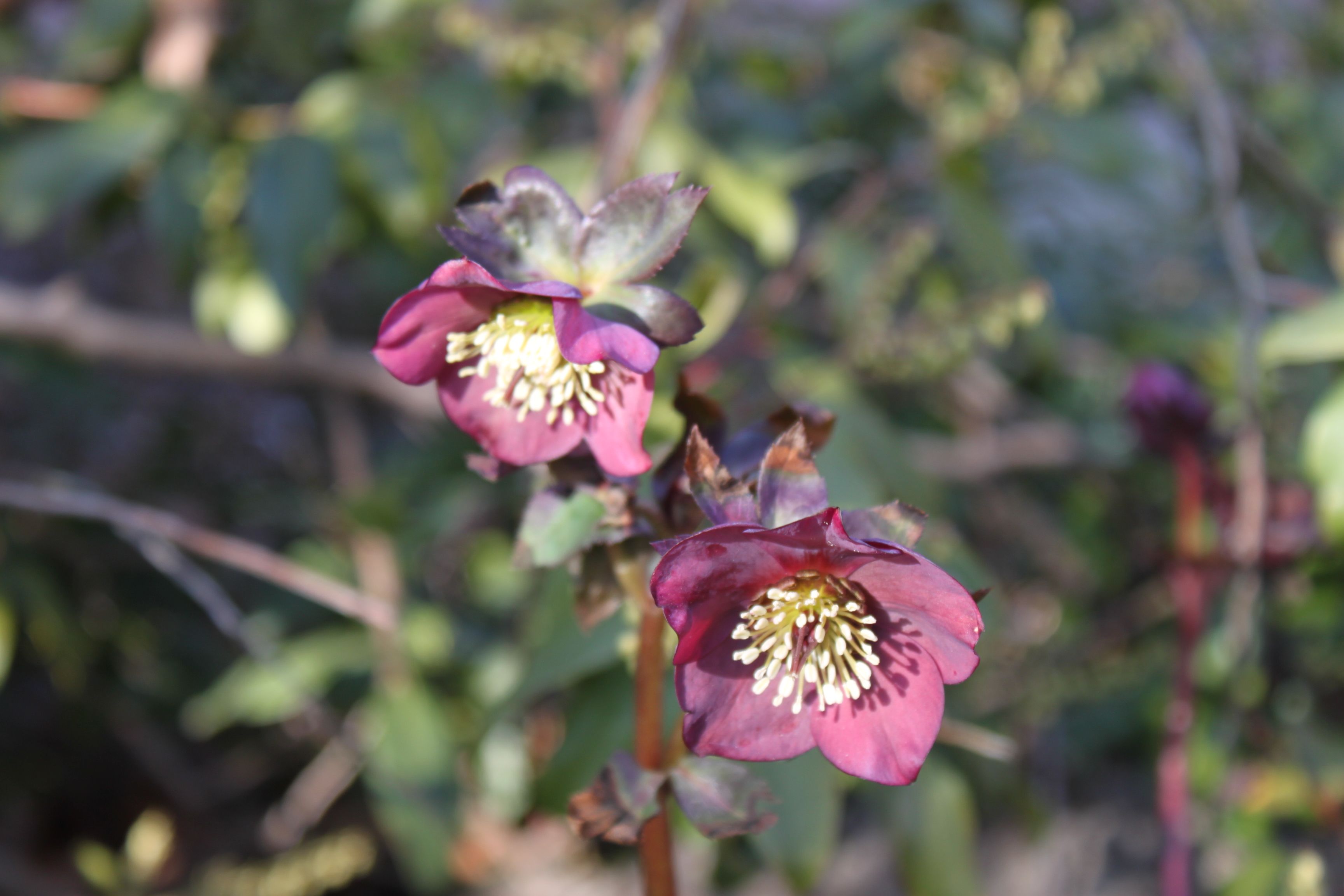 Helleborus orient. ssp. abchasicus, rosa Auslese